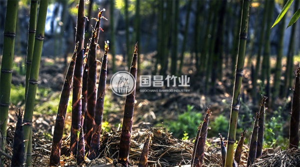 绿色发展｜推动竹资源高效利用与循环生产